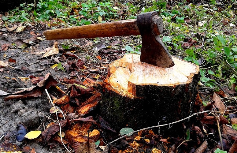 The reason why you need Tree Stump Removal Gold Coast service