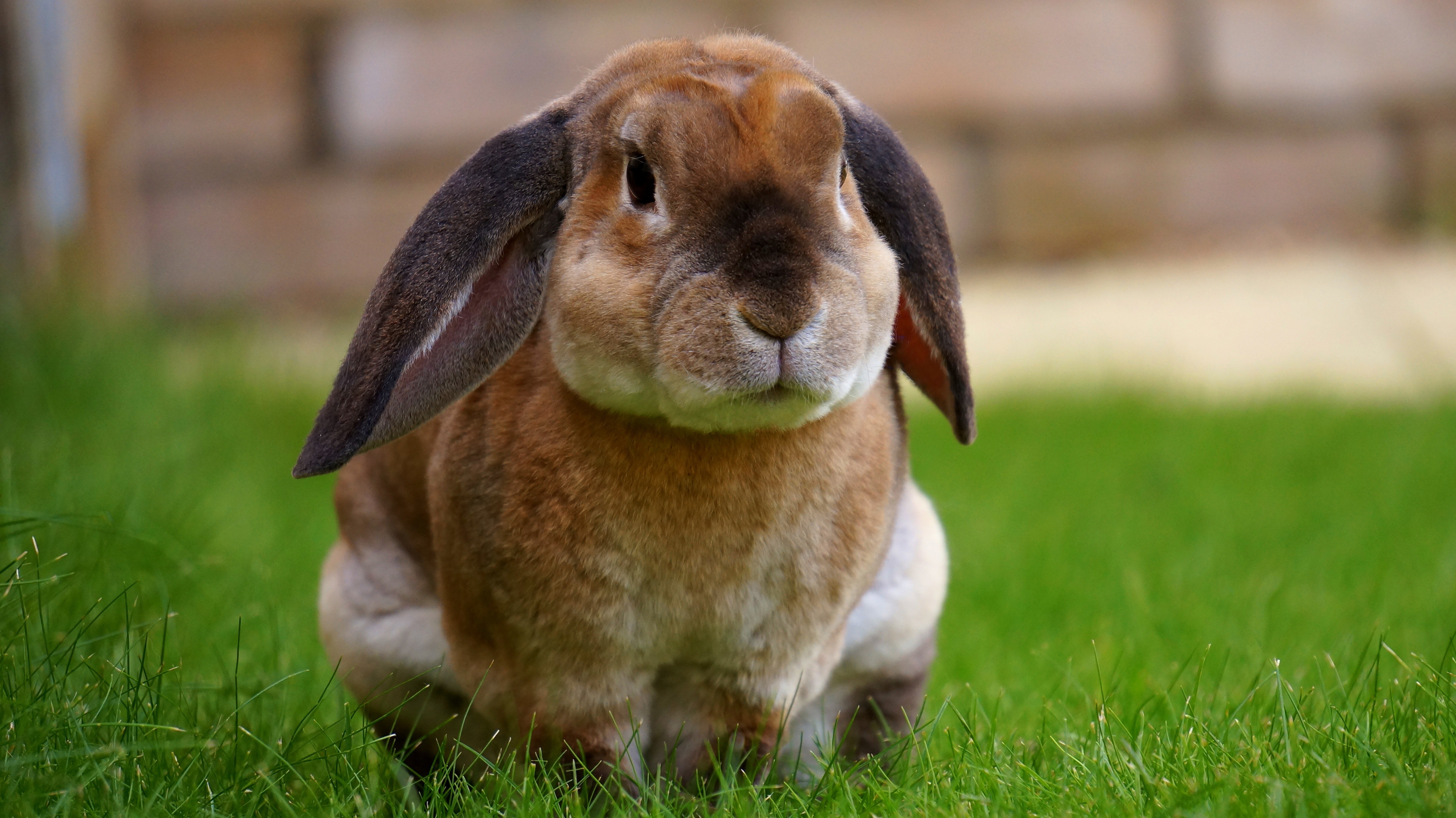 Post-Operative Care For Your Rabbit