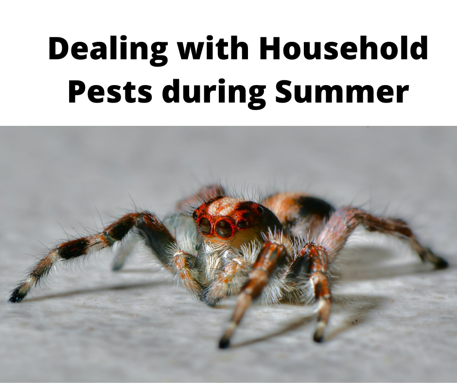 Dealing with Household Pests during Summer