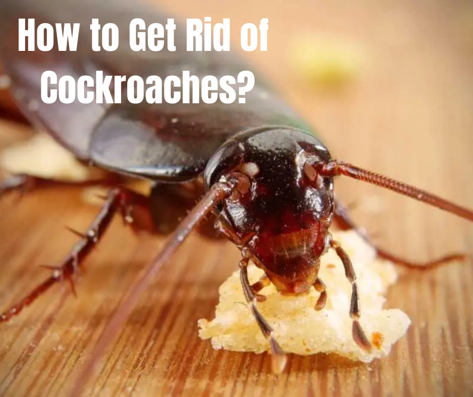 How to Get Rid of Cockroaches?