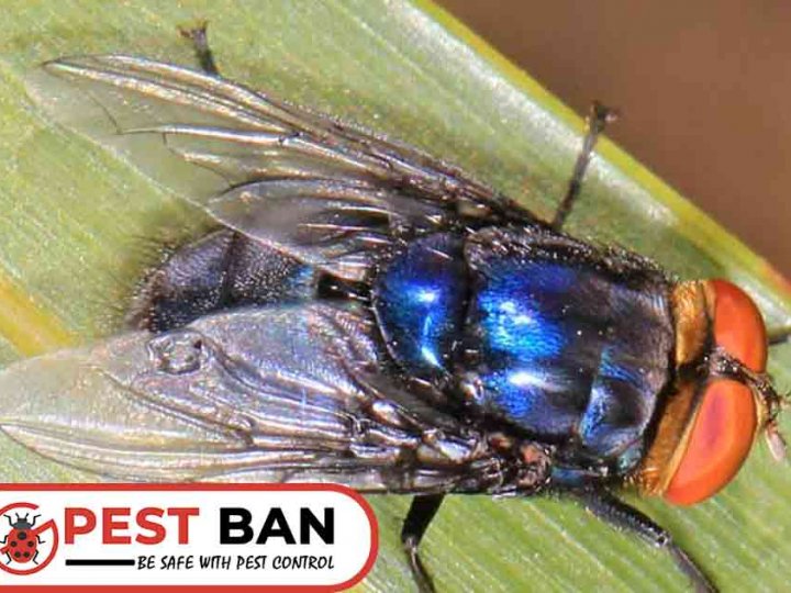 Pest Ban - Pest Control Sydney