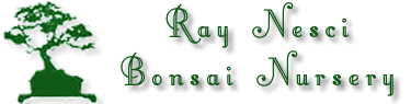 Ray Nesci Bonsai Nursery