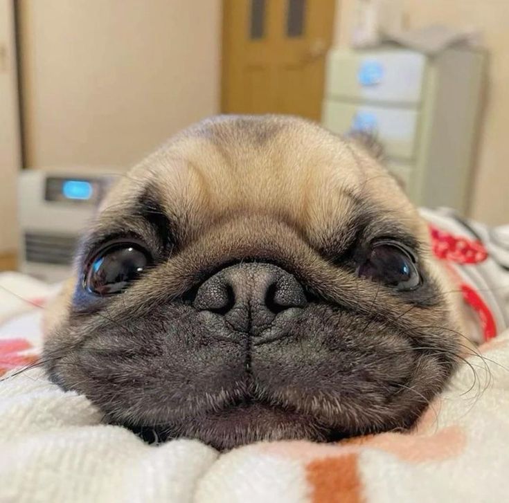 GRToyo