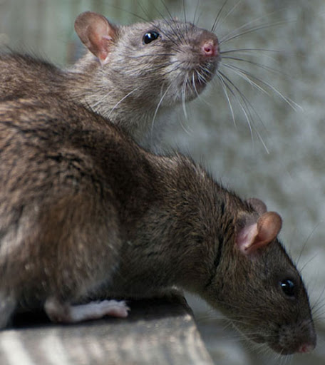 Rats Pest Control Perth