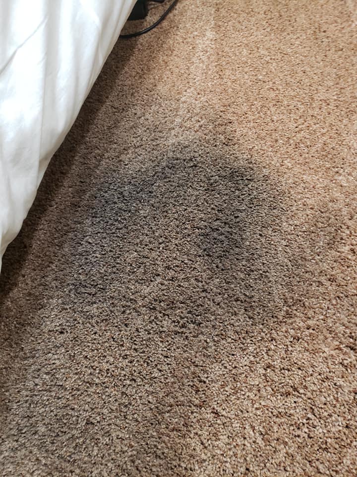 Carpet Cleaning Phillip
