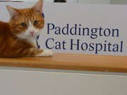 Paddington Cat Hospital