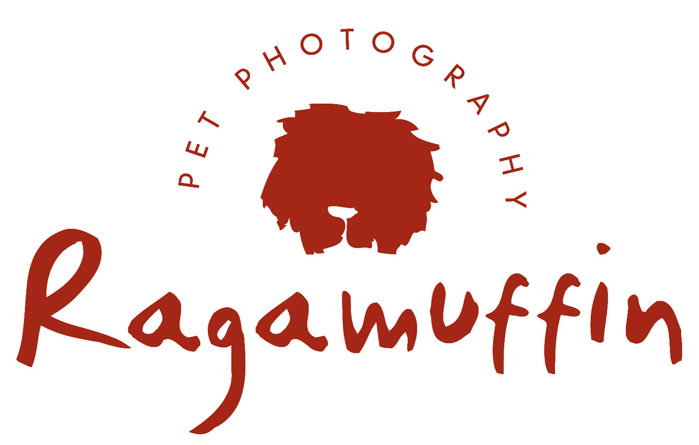 Ragamuffin Pet Photography