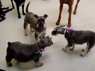 Scruffy's Doggy Day Care and Grooming
