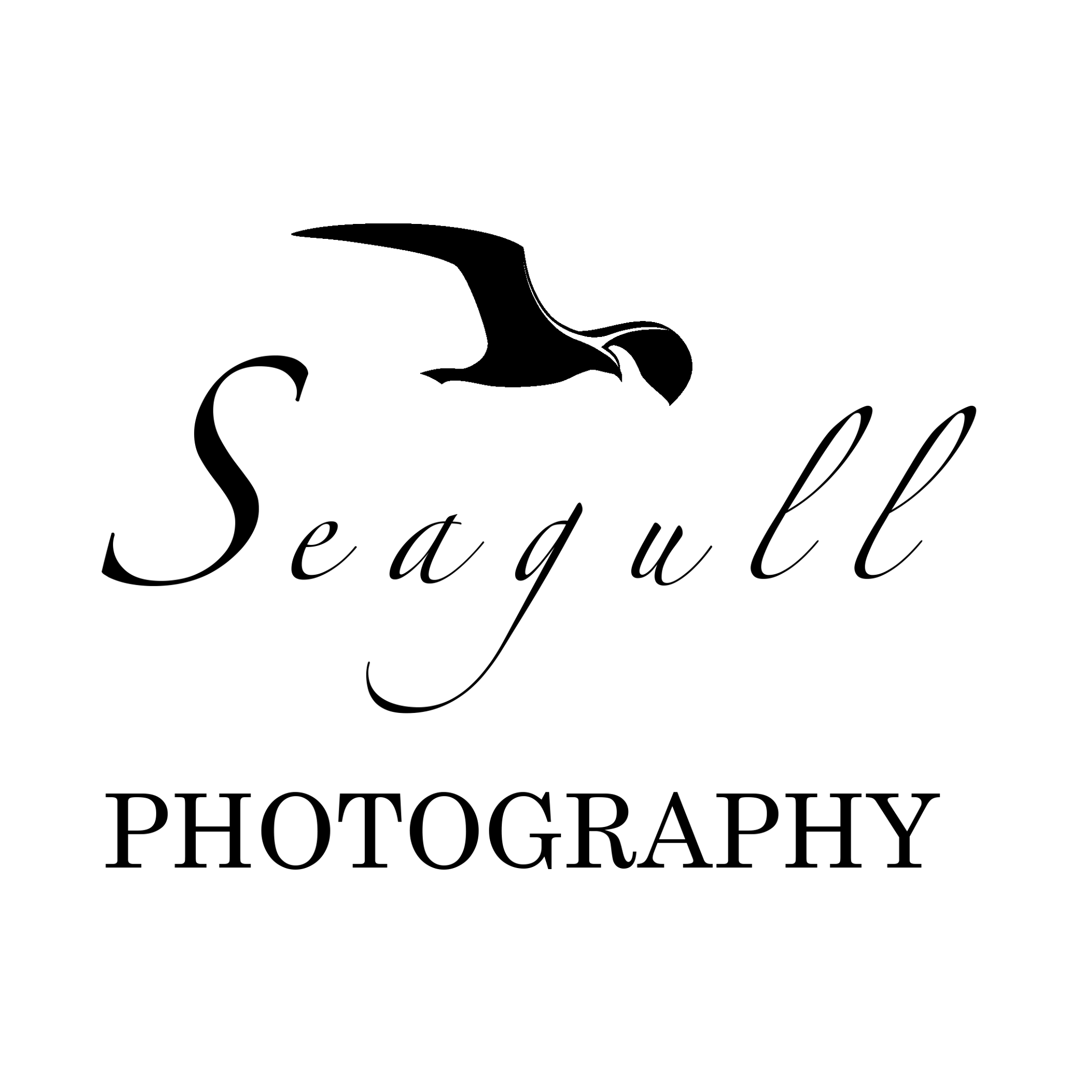 Seagull Photography