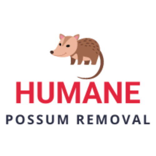 Humane Possum Removal Melbourne