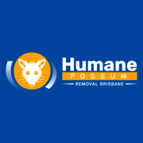 Humane Possum Removal Brisbane