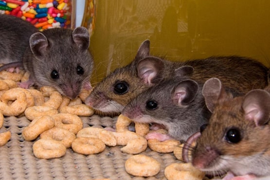 RIP Rodent Control Brisbane