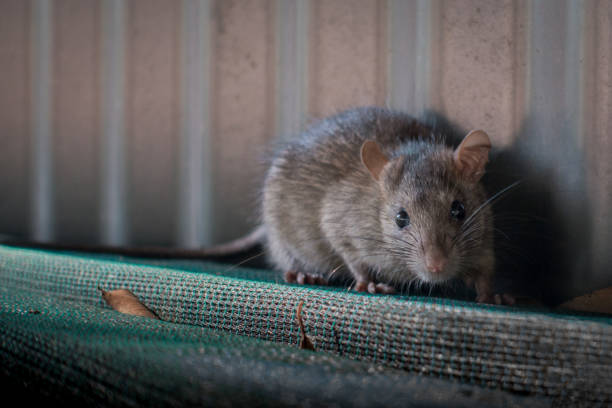 RIP Rodent Control Brisbane