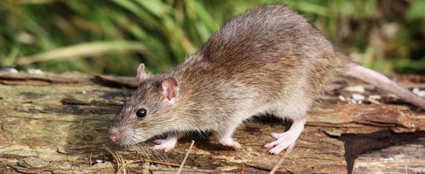 RIP Rodent Control Canberra