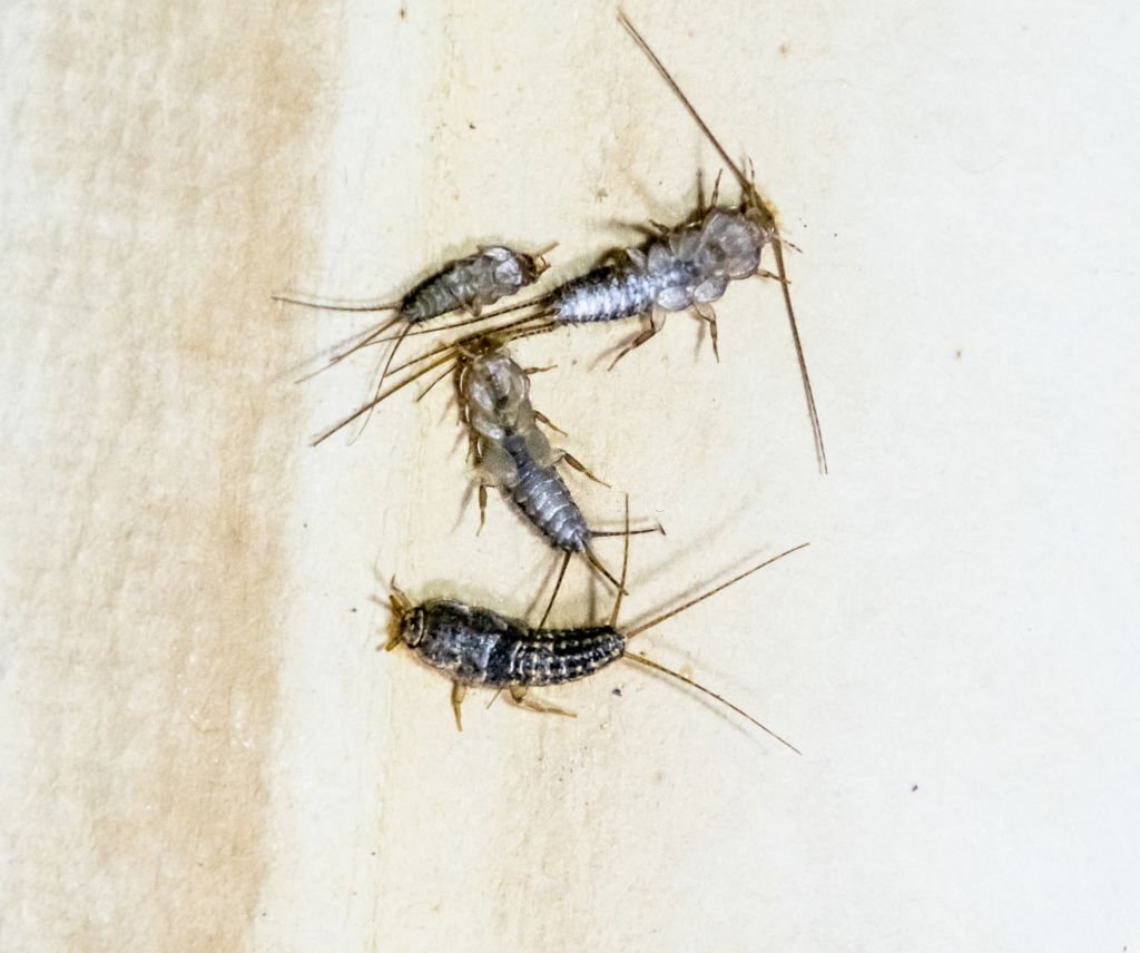 Pro Pest Control Canberra Pest Control Service in Canberra, ACT True Finders