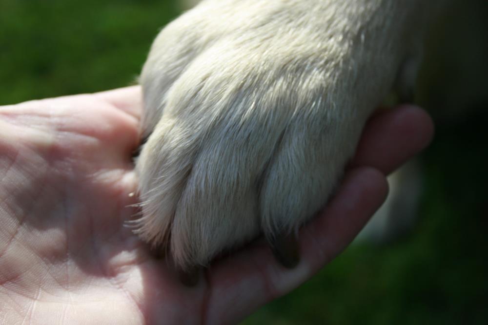 Pawsitive Dogwalks