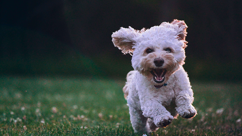 Pawsitive Dogwalks