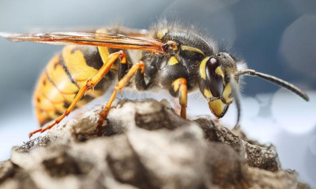 Step By Step Instructions To Dispose Of A Wasp Home