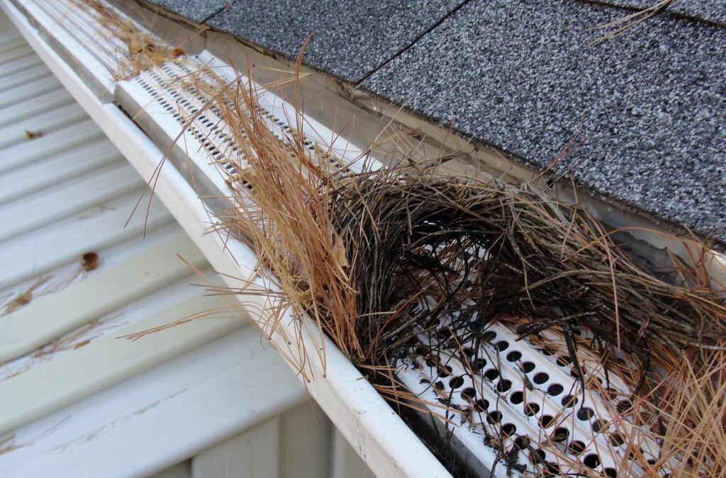 THE MANY BENEFITS OF BIRD PROOFING GUTTERS