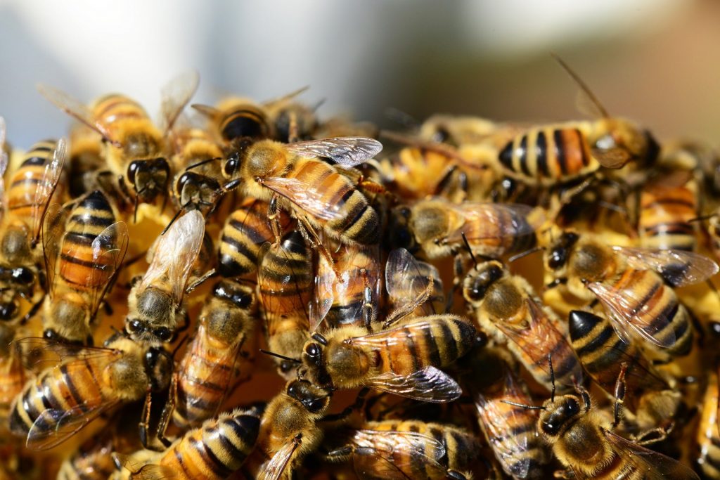 What Is The Difference Between A Ground Bee And Yellowjackets