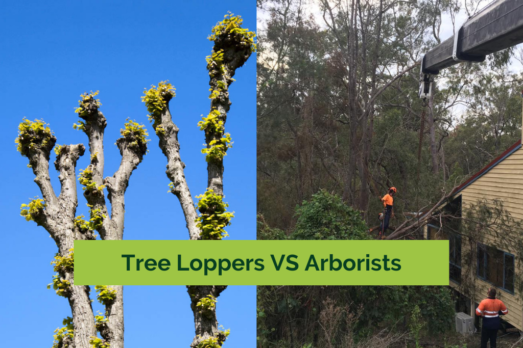 Tree Loppers VS Arborists – The Verdict Is In