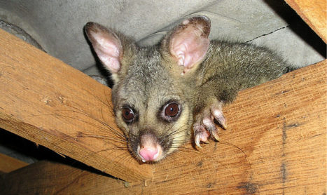 Need Of The Best Possum Control Administrations You Want To Be Aware