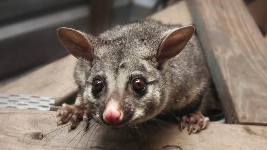 Do Possums In Roof Can Cause Damage?