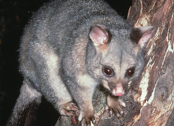 How A Dead Possum Can Pose Threat To Your Health?