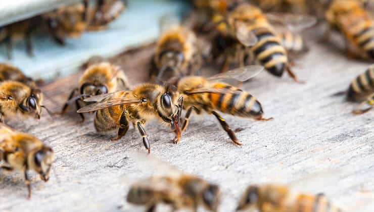 How Should Bumble Bee And Wasp Evacuation Be Done Sensibly