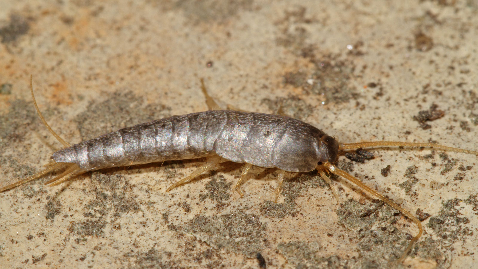 Is Your Home Infested By Silverfish? Book Our Service Silverfish Control Adelaide Today