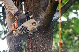 Benefits of Tree Services in Mandurah: An Informative Guide