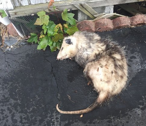 Take Out Possums From Your Housetop - Three Principal Major Stages To Follow