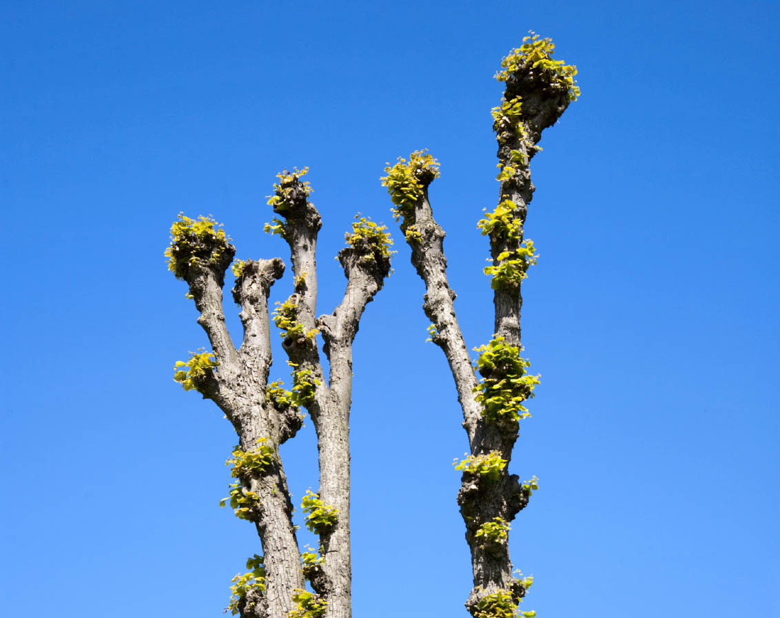 3 Ways Over Pruning Trees Can Kill Them
