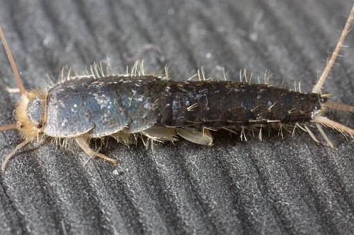 Annihilating Silverfish Can Be Tough; Here is Why