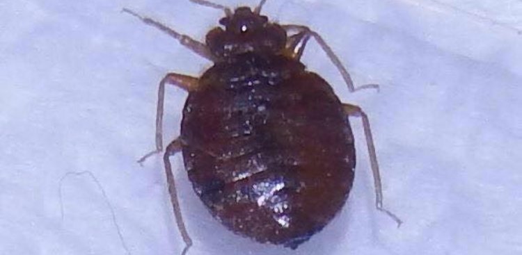 Answer for Bed Bug Inspection and Treatment At Home