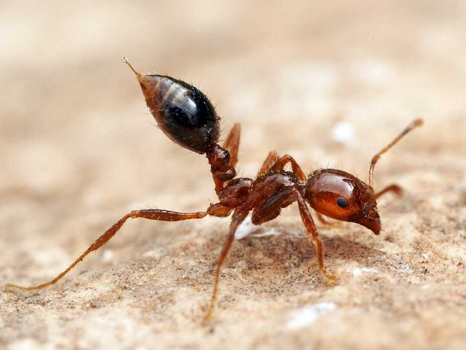 Disposing Of Fire Ants Easily - Natural and Effective Solutions!