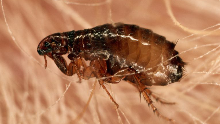 Disposing Of Fleas: Does It Really Work