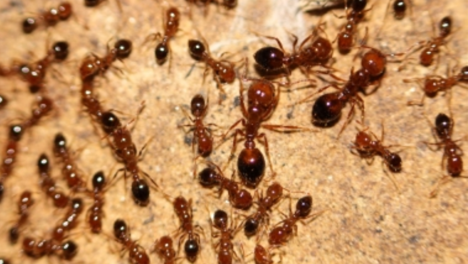 Ant Prevention Tips: How To Keep Ants From Entering Your Home