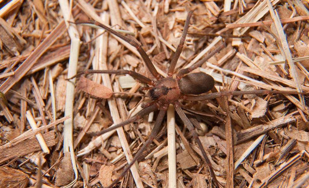 How Do Australians Keep Spiders Out Of Their Homes?
