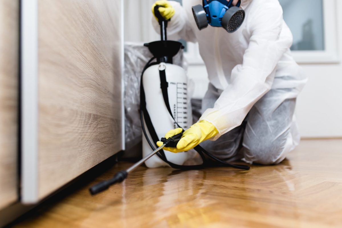 How Much Does Pest Control Cost In Melbourne?