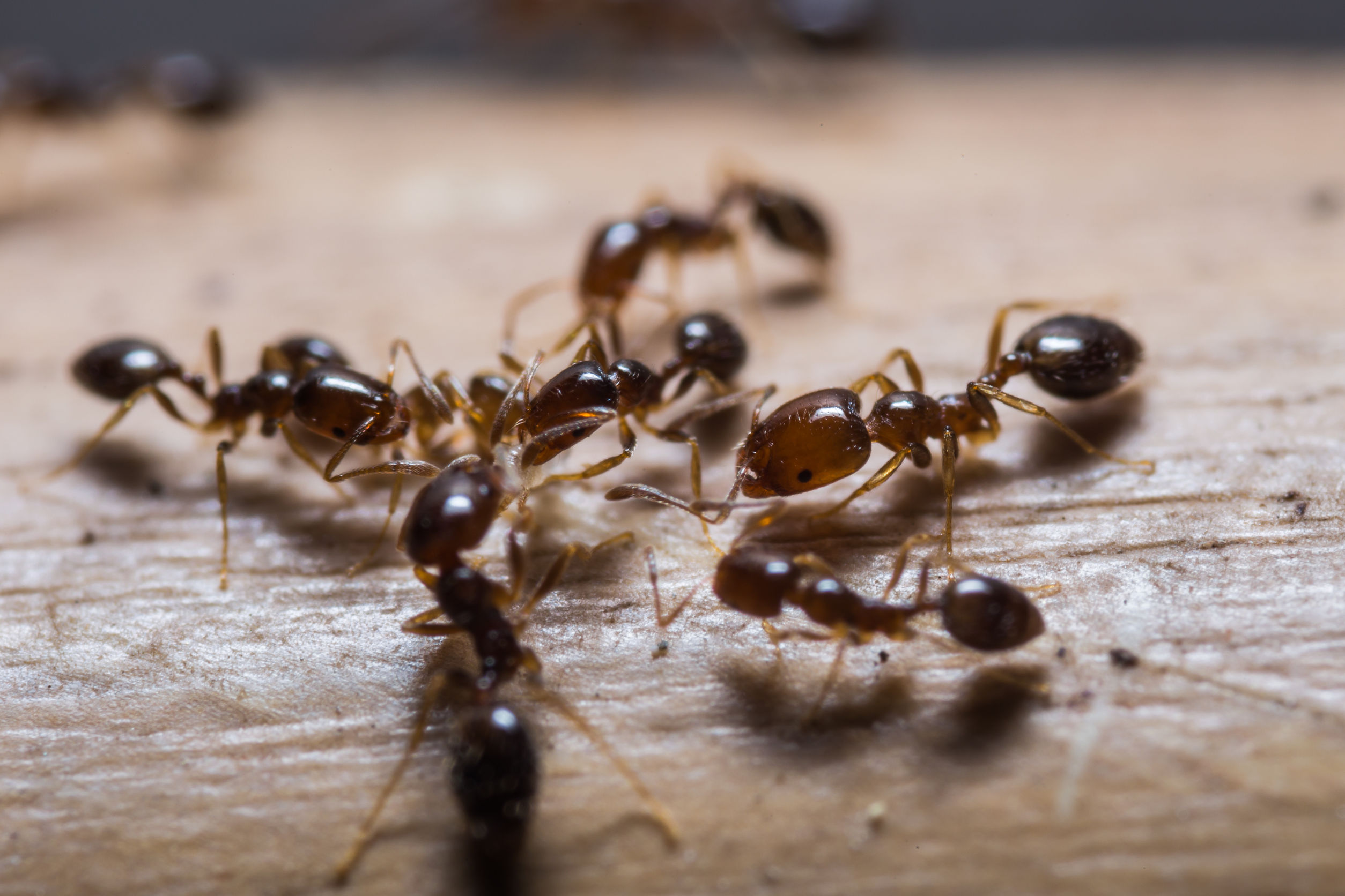 Do You See Ants In Your Kitchen? Get In Touch With Us For Ant Control Services