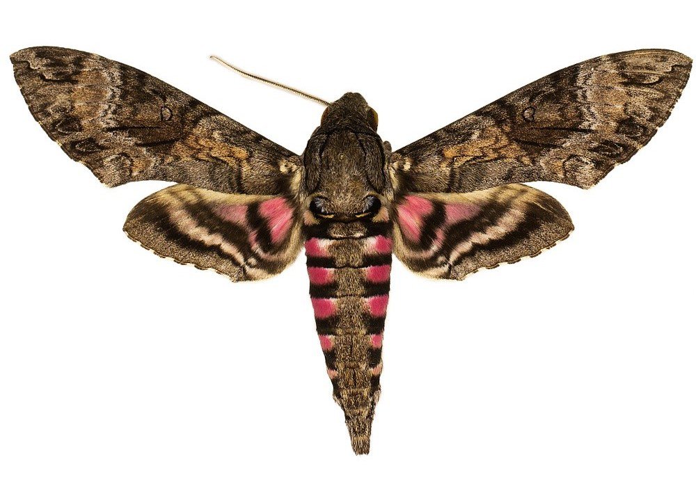 Really Want to get rid of Moths- Call US Today!