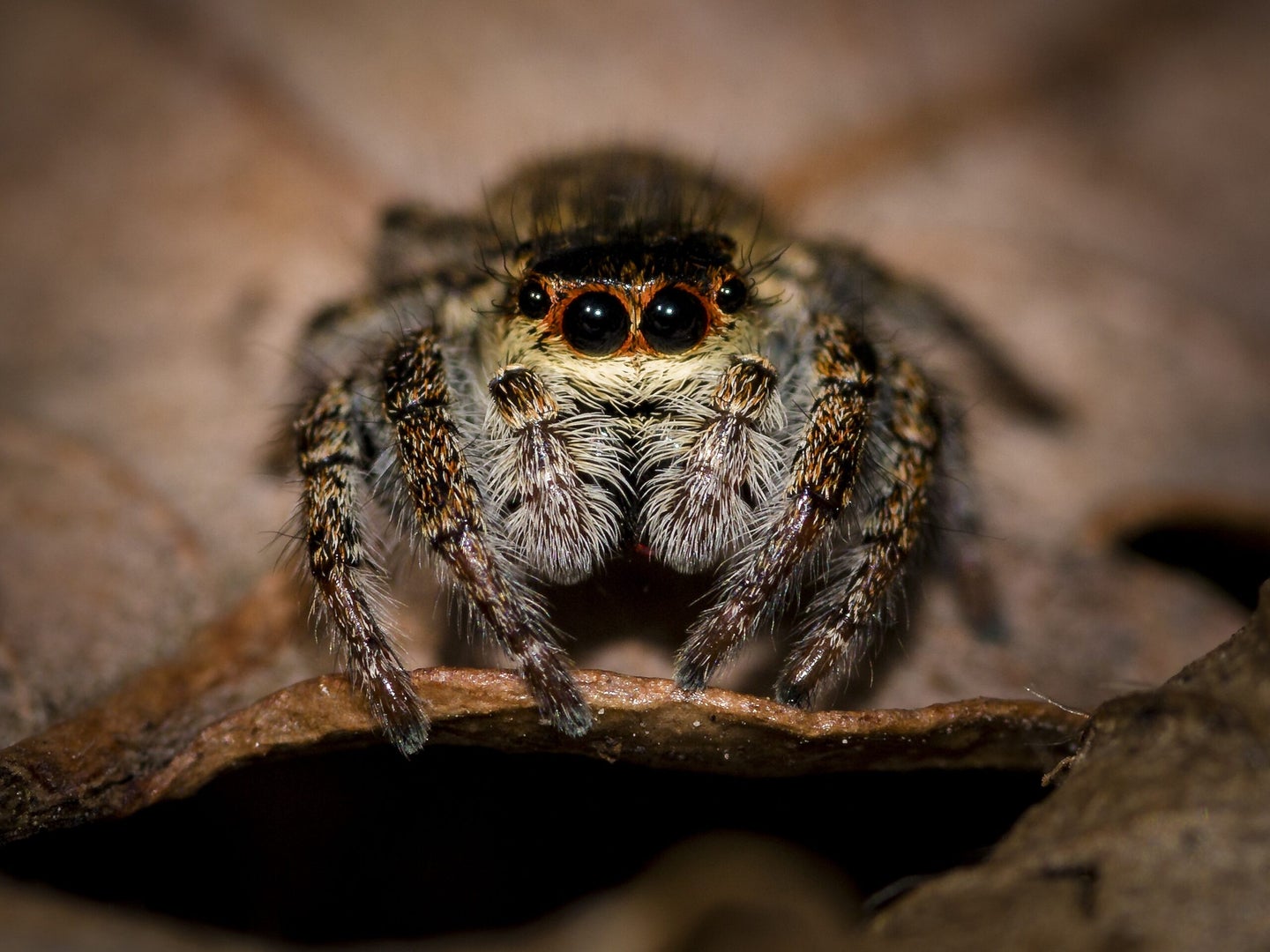 Regular Pest Control Tips for Spiders