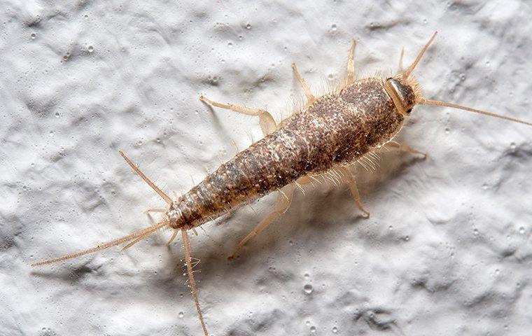 Silverfish - One Of The Common Pests At Your Home