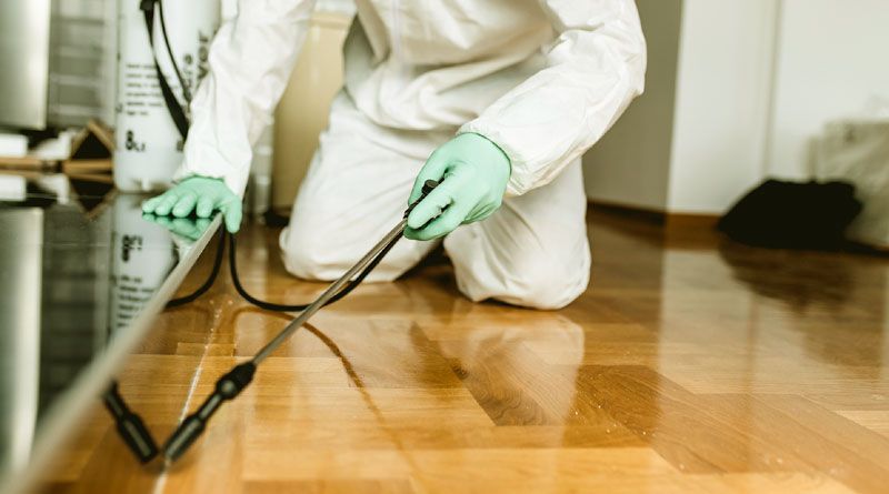 Pest Control In Homes: Understanding the Importance of Professional Services