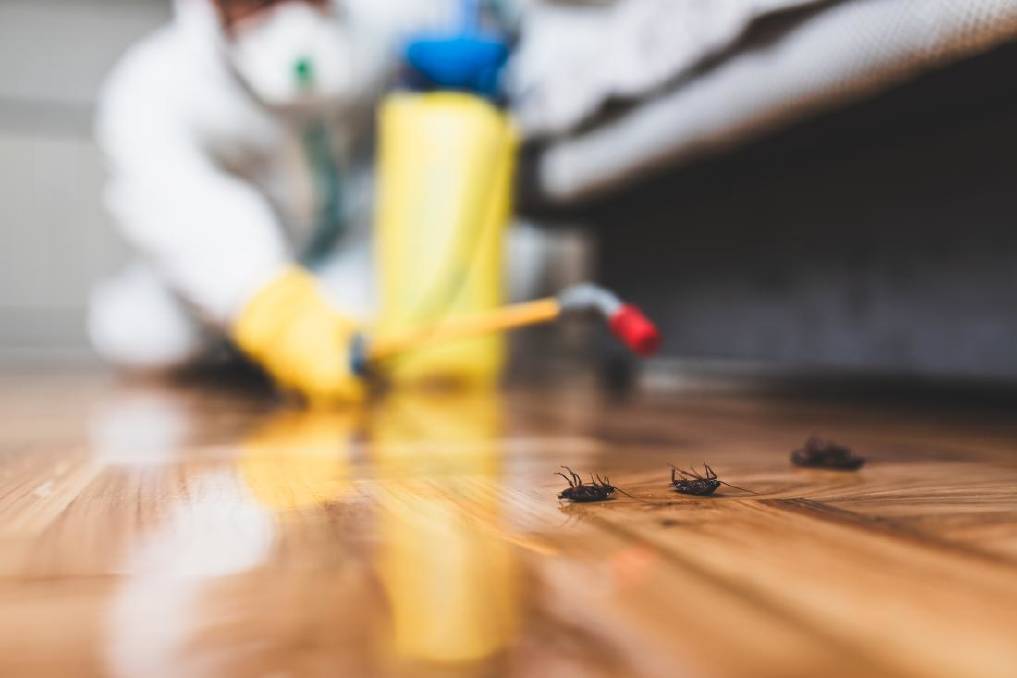 The Top 10 Common Household Pests and How to Deal with Them