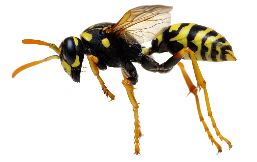 Do Wasps Follow You To Another Room- How To Kill Them?