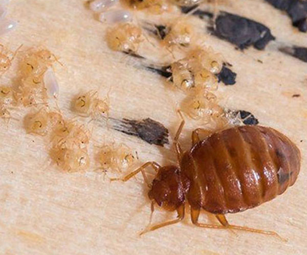 Amazing! How To Assess Whether Bed Bug Treatment Is Indeed Necessary