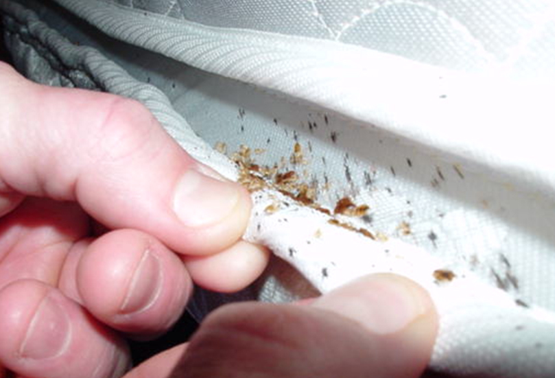 How to Keep Your Property Bug-Free with These Methods for Bug Control