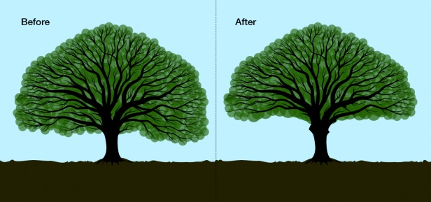 The 3 Clear Benefits Of Tree Crown Lifting